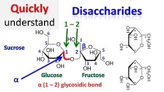 Disaccharide [upl. by Einahets675]