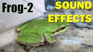 Frog Sound 2  Sound Effects [upl. by Gnad911]