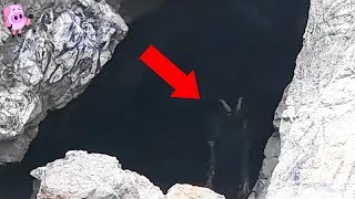 10 Mysterious Creatures Caught on Camera [upl. by Yuht]