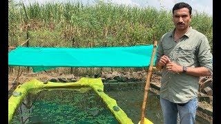 How to prepare Azolla अझोला उत्पादन  at OxyGoat [upl. by Dunston775]