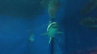 Okinawa Churaumi Aquarium Great White Shark in Captivity [upl. by West]