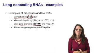 7 Noncoding RNAs long noncoding RNAs introduction [upl. by Jany799]