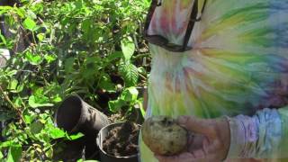 Growing Jicama [upl. by Ellen]