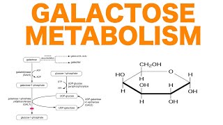 Galactose Metabolism [upl. by Hugh]