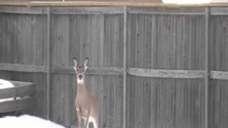 Deer jumps 6 foot fence barely [upl. by Selfridge]