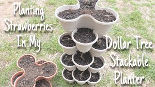 Planting Strawberries in my Dollar Tree Stackable Planter [upl. by Ahsiekan605]