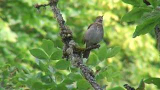 Swainsons Thrush song [upl. by Nollek]