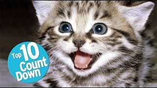 Top 10 Domesticated Cat Breeds [upl. by Manoff]