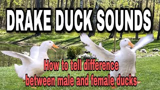 Male duck Sounds  identifying male and female ducks  Grandma lives in the basement [upl. by Mell]