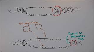 Réplication de lADN  1 Déroulement général [upl. by Lipp]