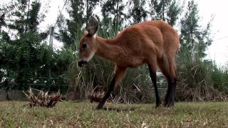 Fundación Temaikèn  Protegiendo juntos la naturaleza [upl. by Cogen]