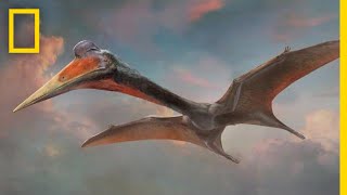 Pterosaurs 101  National Geographic [upl. by Langer]