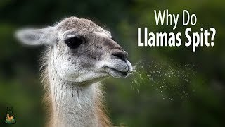 Why Do Llamas Spit [upl. by Anawk]