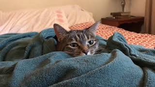 Cat in a Heated Blanket [upl. by Nnyladnarb]