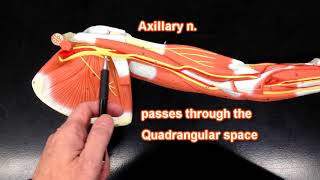 Nerves of the Upper Extremity [upl. by Pul]