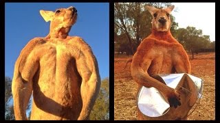 Meet Roger The Giant Ripped Kickboxing Kangaroo Who Crushes Metal [upl. by Nereil]