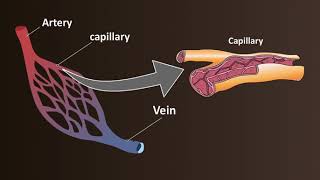 Network of Blood Vessels  Arteries Veins amp Capillaries [upl. by Douville]