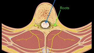 Spinal nerves [upl. by Renraw]