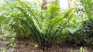 Fern  Dryopteris Wallichiana  cutting back old fronds [upl. by Morocco]