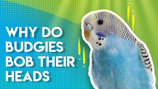 Why do Budgies BOB their Heads [upl. by Wertheimer736]