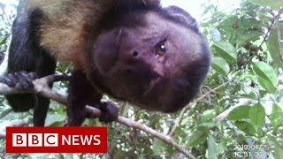 Amazon Deforestation  BBC News [upl. by Achilles]