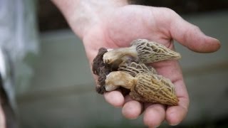 Home Grown Morel Mushrooms [upl. by Milena]