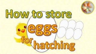 How to store fertile eggs for hatching [upl. by Lavro]