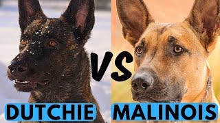 Belgian Malinois vs Dutch Shepherd Difference [upl. by Jamnis112]