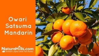 Owari Satsuma Mandarin  NatureHillscom [upl. by Sihtnyc676]