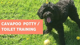 How to potty train a Cavapoo puppy  Cavoodle House Training Tips [upl. by Louisa]