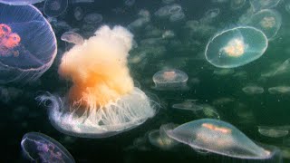 Fried Egg Jellyfish Hunts in a Swarm of Aurelia  Life  BBC Earth [upl. by Barnes]