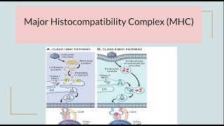 Major Histocompatibility Complex MHC HLA complex [upl. by Inilam]