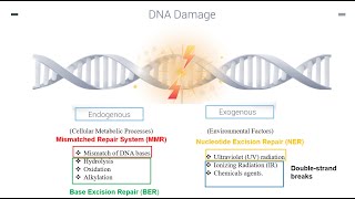 DNA Repair Mechanisms Part 1 [upl. by Gottwald]