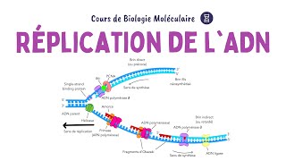 RĂ‰PLICATION DE LADN  ACIDES NUCLĂ‰IQUES  Biochimie Facile [upl. by Zerla]