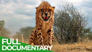 Maasai Mara  The Big Hunt  Free Documentary Nature [upl. by Niwrehs]