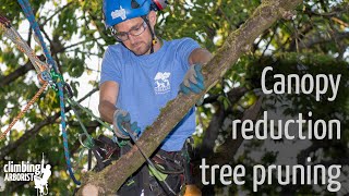 Canopy reduction tree pruning [upl. by Htrag603]