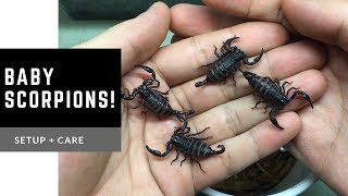 New Pets  Baby Asian Scorpions Heterometrus spinifer [upl. by Eladal]