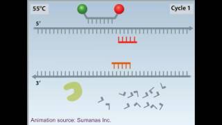 rtPCR animation [upl. by Flo]