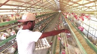 Production Oeufs Opportunité en HAITI  FRANCAIS [upl. by Lusar]