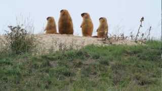 Marmots before hibernation [upl. by Assili]