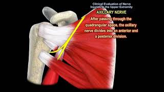 2Minute Neuroscience Trigeminal Nerve Cranial Nerve V [upl. by Remsen]