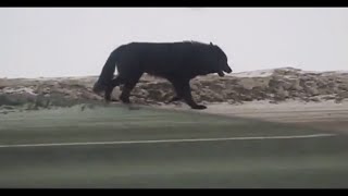 Biggest Wolves Caught on Camera 2021 Compilation  Must Watch [upl. by Adnamal]