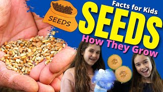 How do SEEDS Grow Seed Germination For Kids  Facts For Kids [upl. by Shurlocke]