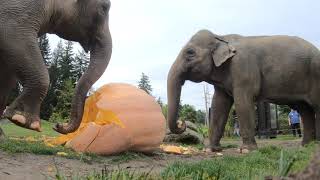 Elephant Smash Giant Pumpkins [upl. by Aneladdam37]