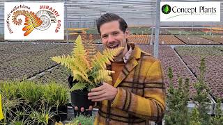 Dryopteris Jurassic Gold by Plant lover Peter at Digitial CAST [upl. by Samuel561]