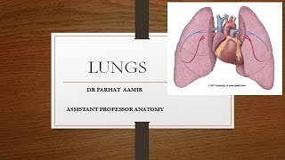 Lung Anatomy [upl. by Eisler]