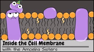 Inside the Cell Membrane [upl. by Kantos694]