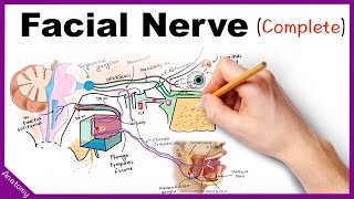 Sacral Plexus  Anatomy Tutorial [upl. by Penn]