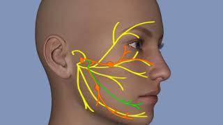 Understanding Facial Palsy [upl. by Lyrahs]