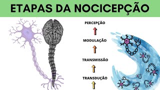 ETAPAS DA NOCICEPÇÃO EXPLICADAS NEUROFISIOLOGIA [upl. by Travis]